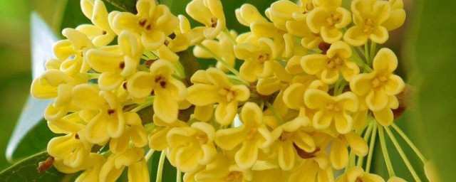 有关桂花的诗 桂花的古诗简介