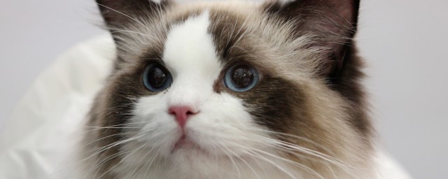 怎样做猫饭便宜 怎样自制有营养的猫饭
