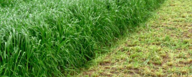 黑麦草种植技巧 黑麦草怎样种植
