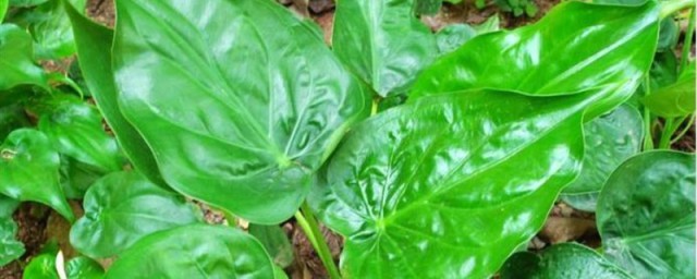 尖尾芋的养殖技巧 尖尾芋的精确养法