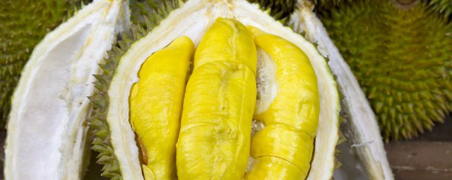 榴莲怎样种植技巧如下 榴莲种植次序