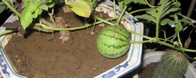 阳台种西瓜种植技巧 怎样在阳台种西瓜