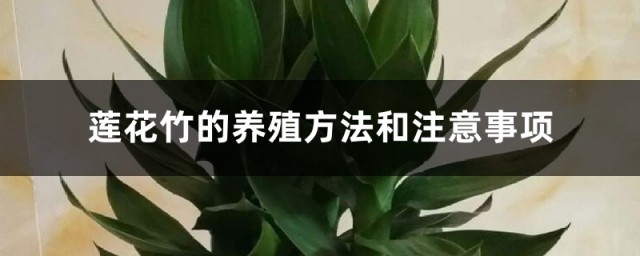 莲花竹养护办法 莲花竹的养殖方式和注意事项