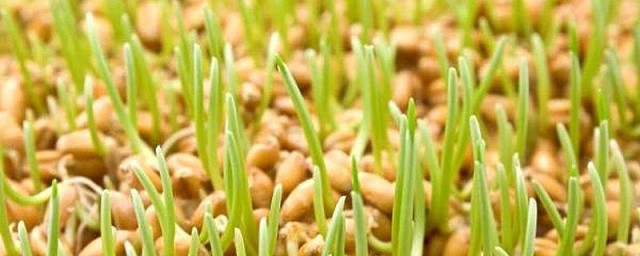 麦苗饲料种植要领 对环境有什么要求