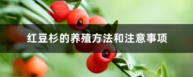 红豆杉的养殖技巧和注意事项大全 红豆杉的精确养殖技巧