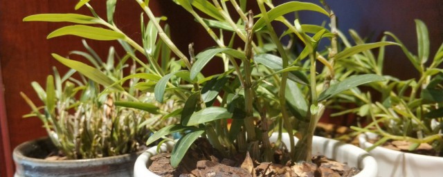 石斛盆栽的种植方法 选择什么样的盆土最合适