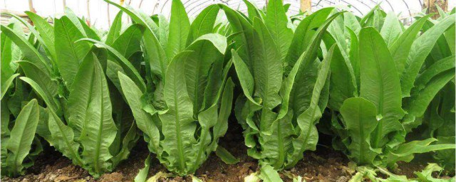 种植油麦菜要领 油麦菜种植方式介绍