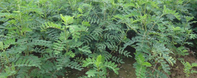黄芪的种植技巧及条件 黄芪的种植技巧及条件简介