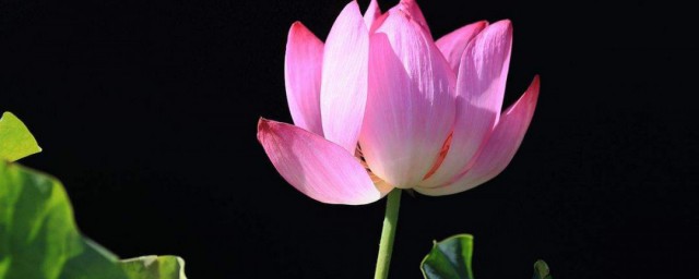 梦见莲花是什么意思 梦见莲花预示着什么