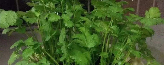 香菜籽如何种 香菜籽播种要领