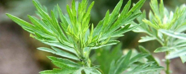 艾草怎样种植 种植艾草的技巧