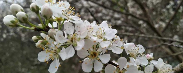 李花什么时候开 李花开花时间介绍