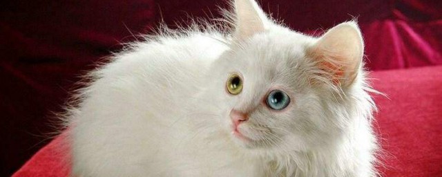 奥西猫的饲养技巧 奥西猫的饲养技巧简介