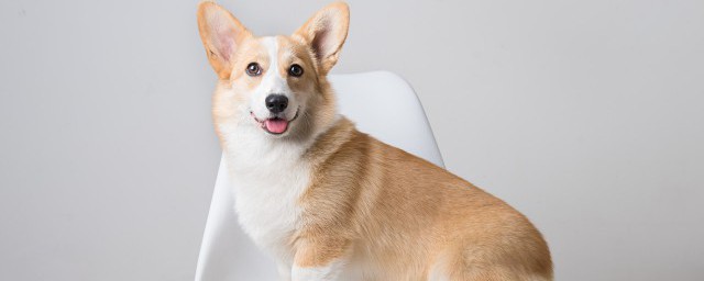 犬坐训练准确方式 犬坐训练准确方式简述
