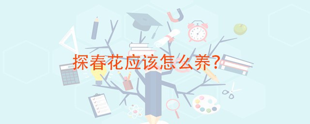 探春的养护技巧 探春喜欢什么环境