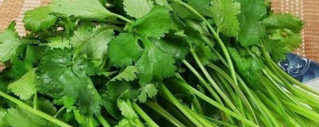 香菜怎样移栽 香菜移栽的技巧简介