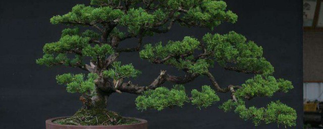 真柏叶子修剪技巧 修剪技巧简介