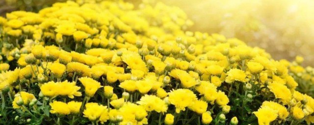 鲜菊花怎样保存 鲜菊花保存技巧简介
