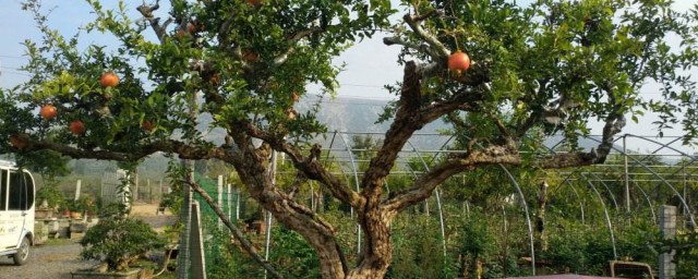 家里能种植什么树最好 家里适合种的树简介