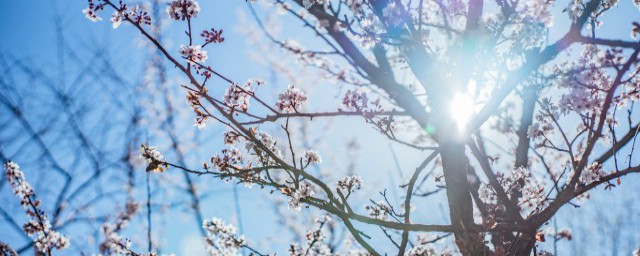 刺梅花修剪花枝技巧 刺梅花修剪花枝技巧是什么