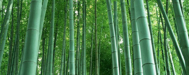 挖竹子移栽办法 如何移栽竹子