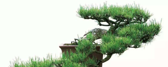 盆景调向办法 关于盆景调向要领