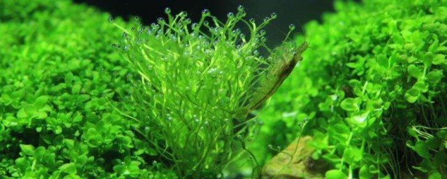 割水草方式 割水草要领介绍