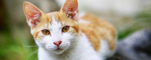猫竖着尾巴是什么意思 猫竖着尾巴意思简述