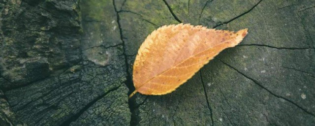 珍惜拥有的句子 表达珍惜拥有的说说