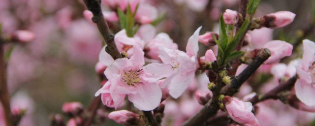 桃花栽培方法 桃花怎么栽培