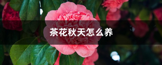 秋季茶花养殖要领 茶花秋天怎么养