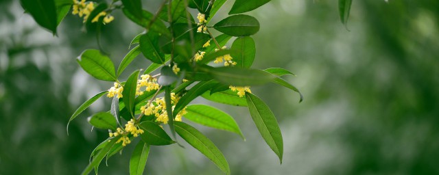 桂花小苗养殖方法 桂花小苗养护方式