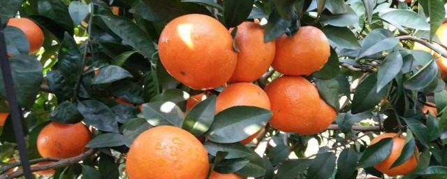 蜜桔果种植技巧 蜜桔种植技巧简单简介