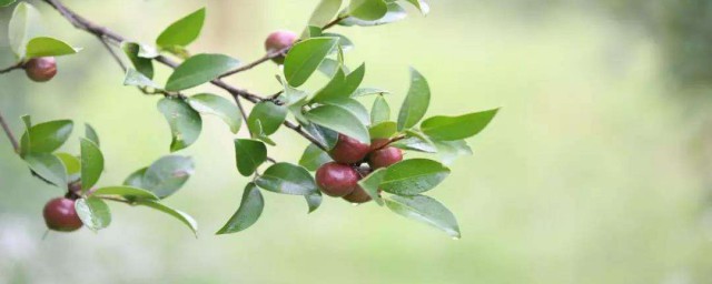 采摘茶油果的技巧 它采摘之后怎样收藏