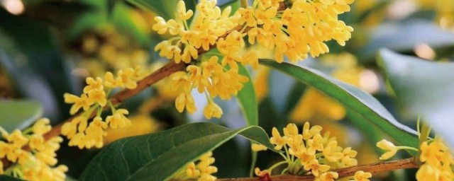 形容桂花开的句子 形容桂花开的句子集锦