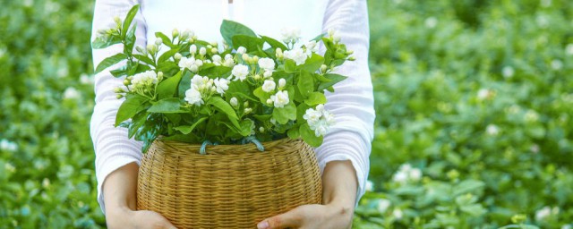 茉莉苗移栽办法 茉莉盆栽如何换盆