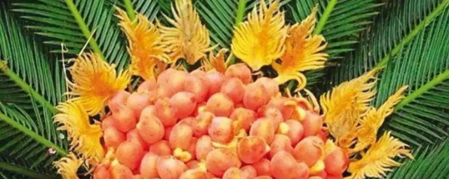 铁树果如何吃 铁树果能吃吗