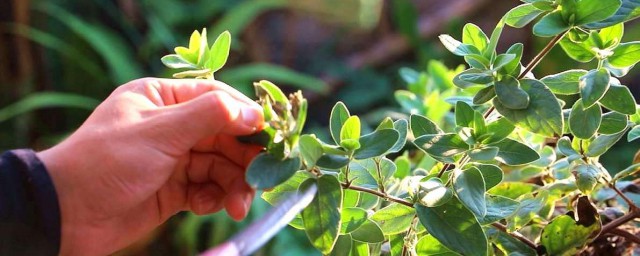 金银花盆栽养殖要领和注意事项 金银花盆栽的准确养殖方法