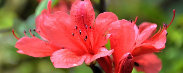 杜鹃花秋季的养殖要领 杜鹃花秋季怎么养殖