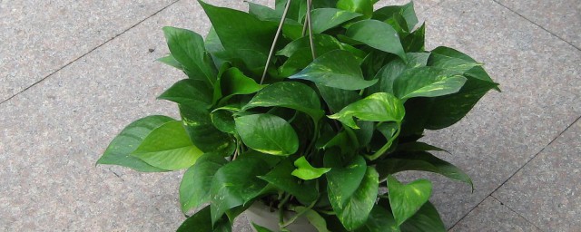 绿箩怎样种植技巧 绿箩种植技巧简单简介