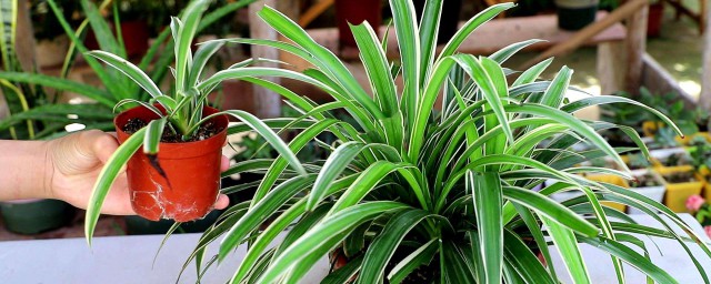 法国吊兰的养植技巧 法国吊兰的养植技巧简单简介