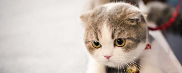 猫咪多久剪一次指甲 猫应该多长时间剪一次指甲