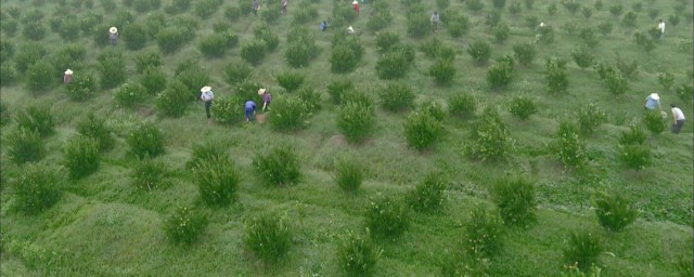 麻椒树种植方法 麻椒与花椒有什么区别