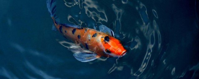 最佳技巧养锦鲤 最佳技巧养锦鲤推荐