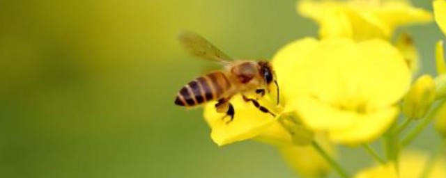 蜜蜂怎样过冬 蜜蜂怎样过冬