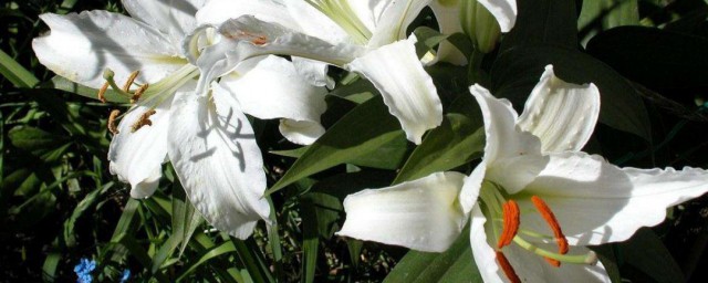 百合花的种植技巧 怎样种植百合花