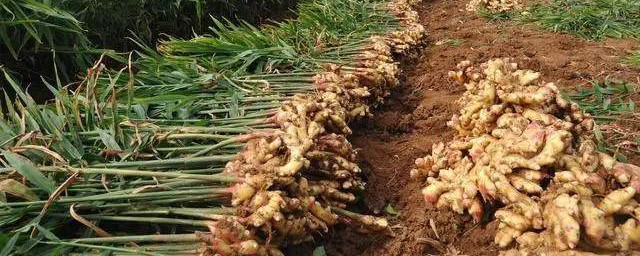 生姜的种植要领 生姜的种植办法简单介绍