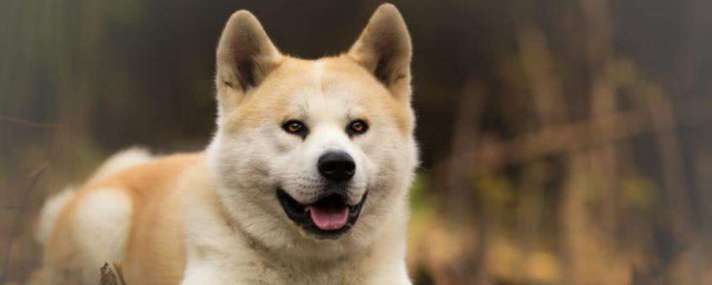秋田犬训练技巧 秋田犬的训练技巧简介