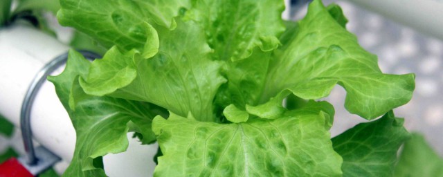 生菜的种植技巧 生菜的种植技巧简介