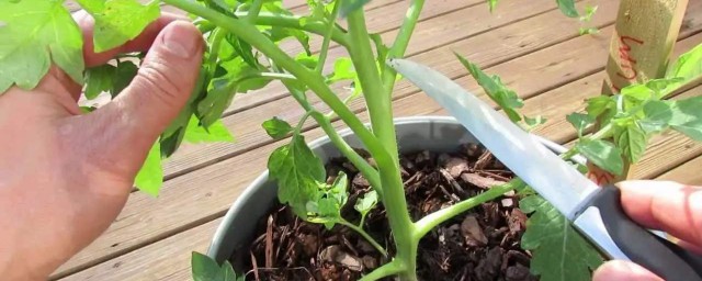 盆栽西红柿种植技巧 怎样种植盆栽西红柿